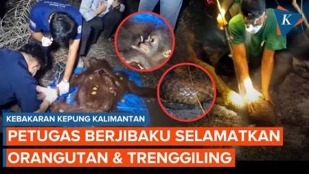 Dikepung Kebakaran Hutan Kalimantan, Momen Dramatis Penyelamatan Orangutan & Trenggiling 
