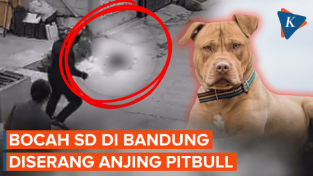Bocah SD di Bandung Alami Luka Serius karena Diserang Pitbull