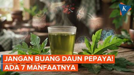 7 Manfaat Minum Air Rebusan Daun Pepaya Untuk Kesehatan