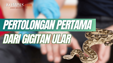 Pertolongan Pertama Saat Digigit Ular
