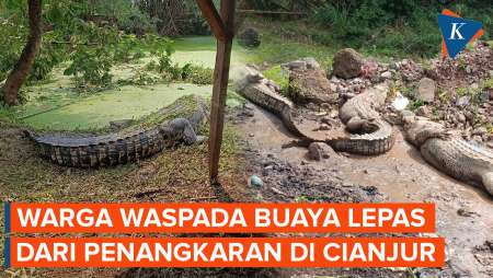 Buaya Lepas dari Penangkaran di Cianjur, 5 Buaya sudah Ditangkap