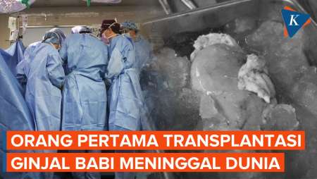 Orang Pertama Penerima Transplantasi Ginjal Babi Meninggal Dunia