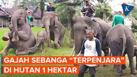 Kisah Gajah Sebanga, Menjaga Napas Terakhir Hutannya