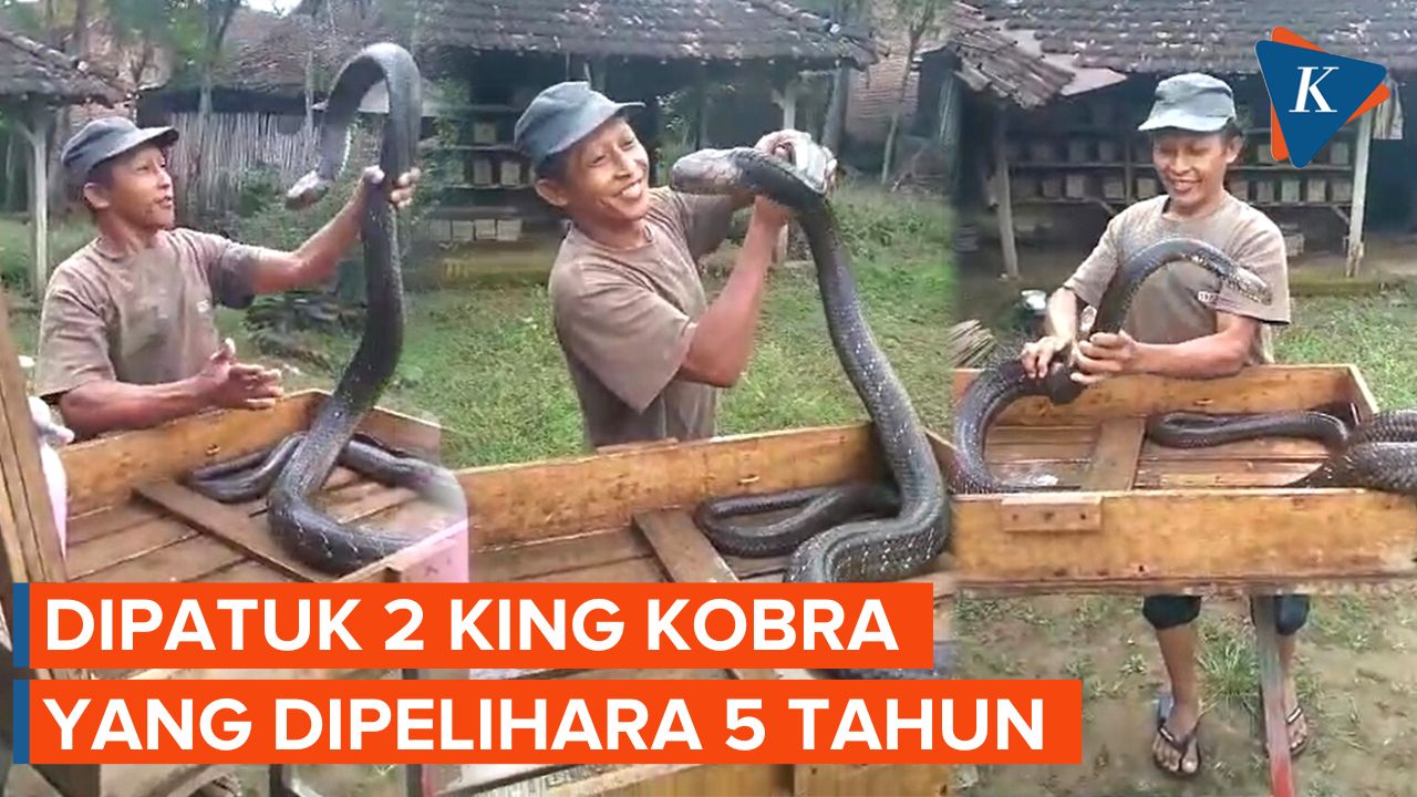 Akhir Tragis Sang Pawang Ular, Dipatuk 2 King Kobra yang Dipelihara 5 Tahun