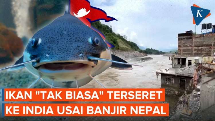 Banjir Nepal Hanyutkan Ikan “Tak Biasa” ke India, Warga Dilarang Makan!