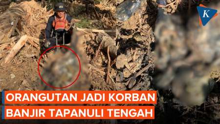 Orangutan Tapanuli Ditemukan Mati Terkubur Lumpur dan Kayu Sisa Banjir Tapteng