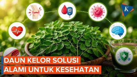 Solusi Alami! Manfaat Daun Kelor untuk Jantung hingga Fungsi Otak
