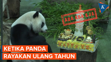 Momen Seekor Panda Rayakan Ulang Tahun 