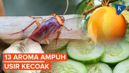 13 Aroma Ampuh Usir Kecoak, Aman untuk Hewan Peliharaan