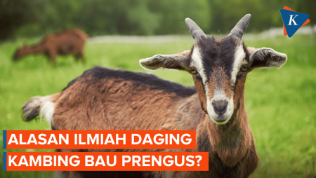 Kenapa Daging Kambing Bau Prengus?