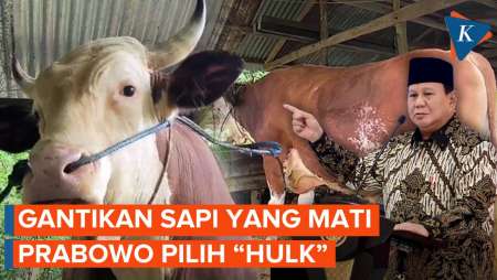Prabowo Ganti Sapi Kurban yang Mati dengan 