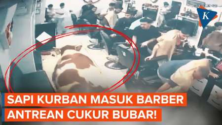 Auto Ngacir! Detik-detik Sapi Kurban Di Turkiye Masuk Barber Shop