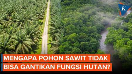 Mengapa Pohon Sawit Tidak Dapat Gantikan Fungsi Hutan?