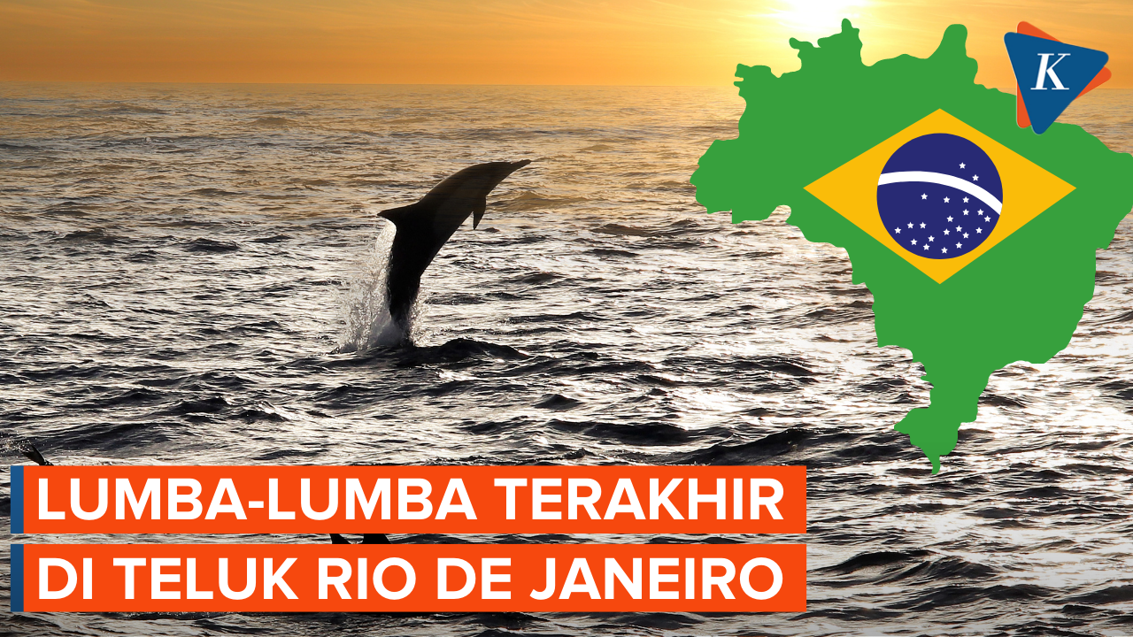Upaya Penyelamatan Lumba-lumba Terakhir di Teluk Rio De Janeiro Brasil