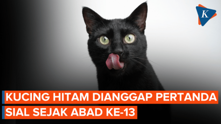 Kenapa Kucing Hitam Dianggap Pertanda Sial?