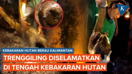 Detik-detik Trenggiling Diselamatkan Dari Kebakaran Hutan Di Kalimantan Timur