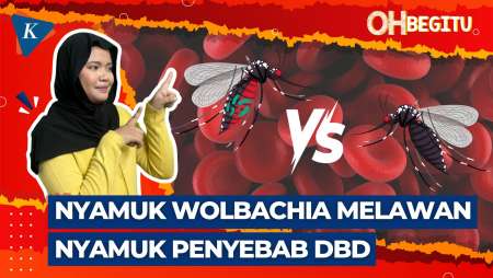 Pemerintah Bakal Sebar Nyamuk Wolbachia, Nggak Bahaya Tah?