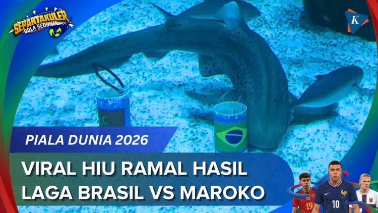Bukan Paul Gurita! Hiu Ritinha Prediksi Brasil Vs Maroko, Siapa Keok?