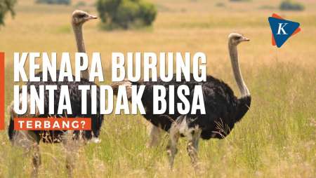 Kenapa Burung Unta Tidak Bisa Terbang?