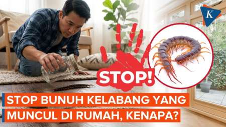 Stop Membunuh Kelabang yang Muncul di Rumah, Ini Alasannya!