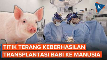 Ahli Bedah AS Eksperimen Transplantasi Ginjal Babi untuk Otak Manusia