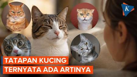 Kucing Betah Lama-lama Menatap Kita? Ini Alasannya