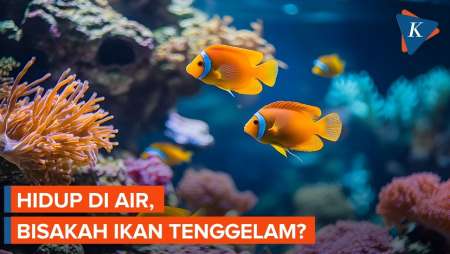 Apakah Ikan Bisa Tenggelam?