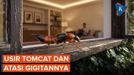 Cara Cegah Tomcat Masuk Rumah Dan Atasi Gigitannya 