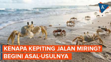 Kenapa Kepiting Berjalan Miring? Begini Asal-usulnya