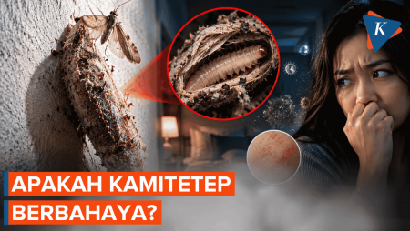 Sering Muncul di Dinding Rumah, Apakah Kamitetep Berbahaya bagi Manusia?