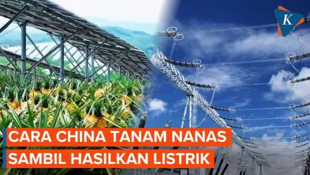 Tanam Nanas di China Bisa Sambil Hasilkan Listrik, Kok Bisa?