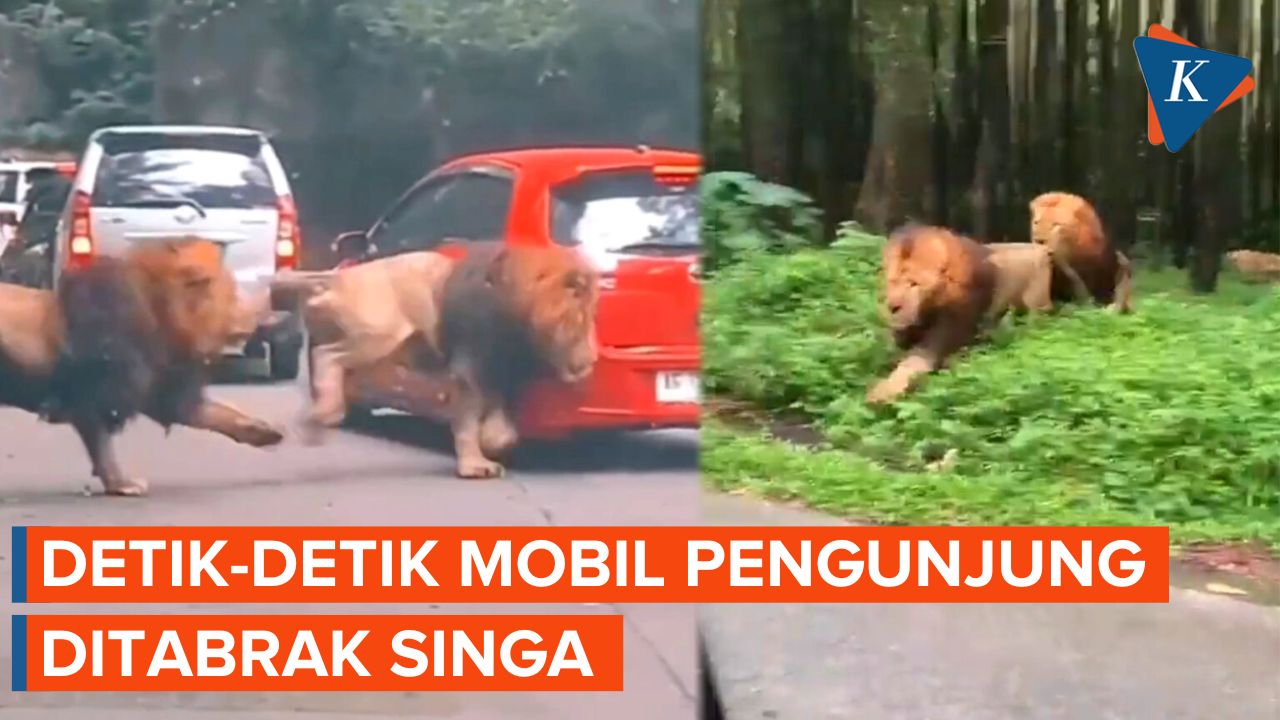 Momen Mobil Pengunjung Taman Safari Prigen Ditabrak Singa
