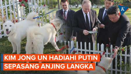 Kim Jong Un Hadiahi Putin Sepasang Anjing Langka