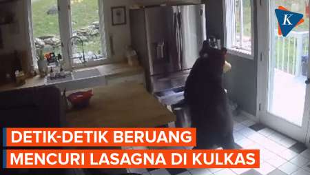 Aksi Beruang Masuk Rumah Curi Lasagna dari Dalam Kulkas