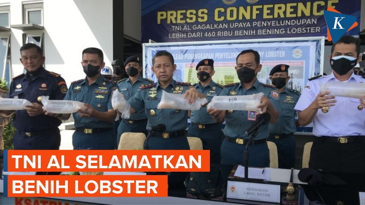 TNI AL Gagalkan Penyelundupan Benih Lobster yang Akan Dibawa ke Vietnam