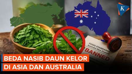 Beda Nasib Daun Kelor: Jadi “Super Food” di Asia, Dilarang Dimakan di Australia