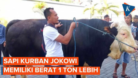 Sapi Kurban Jokowi Sudah di Yogya, Berat 1 Ton Lebih…