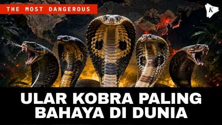 5 Ular Kobra Paling Berbahaya Di Dunia, Mana Yang Paling Banyak Menelan Korban?