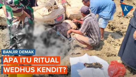 Ritual Wedhus Kendit Saat Demak Banjir, Bupati: Kami Berusaha Lahir dan Batin