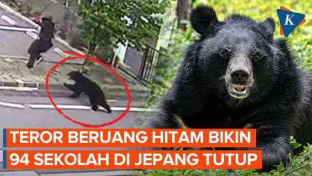 Beruang Hitam Teror Warga Jepang, Hampir 100 Sekolah Ditutup