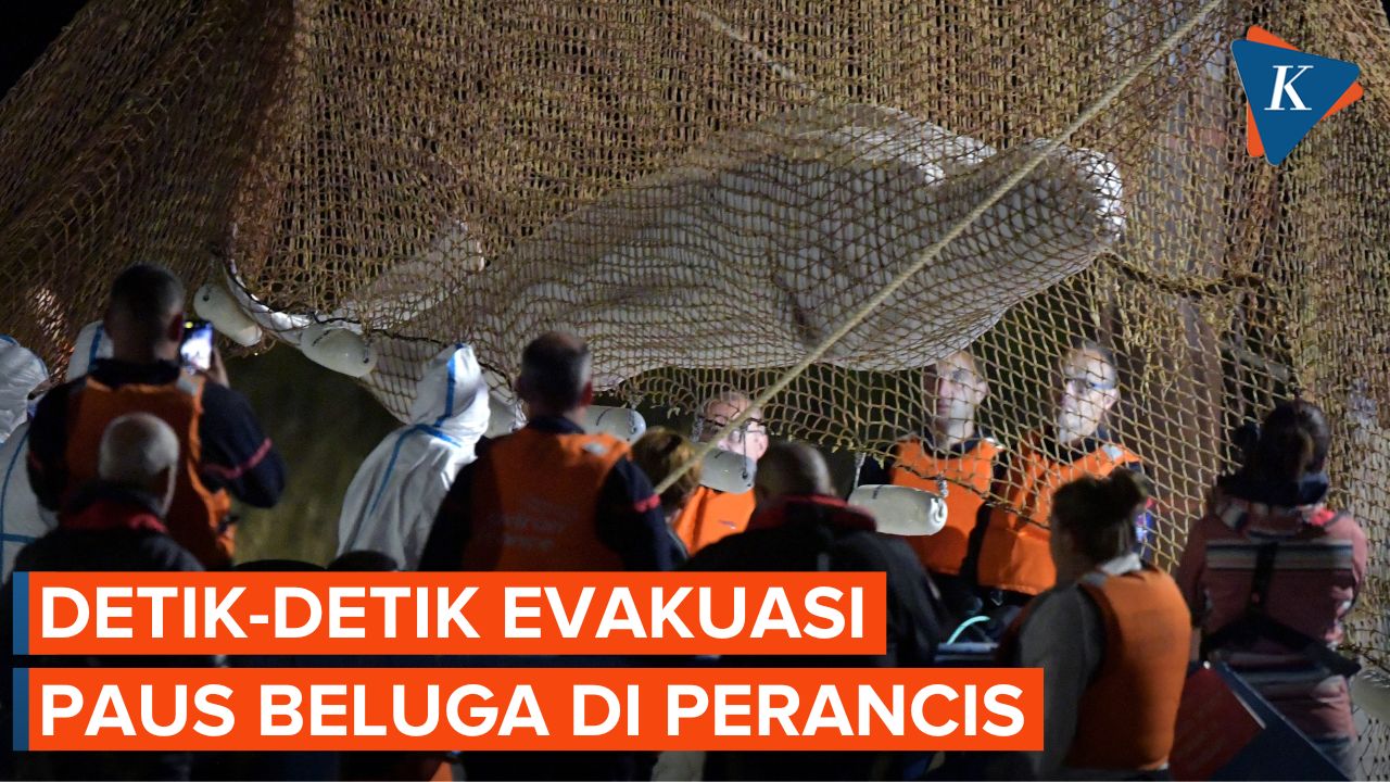 Video Dramatis Penyelamatan Paus Beluga, Berakhir Mati