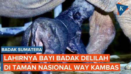 Bayi Badak Sumatera Lahir di Way Kambas, Tambah Populasi Satwa…