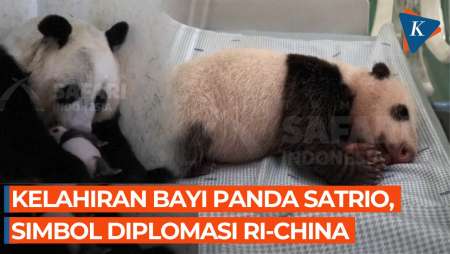 Penampakan Satrio, Bayi Panda Pertama Yang Lahir Di Indonesia, Simbol Diplomasi RI-China