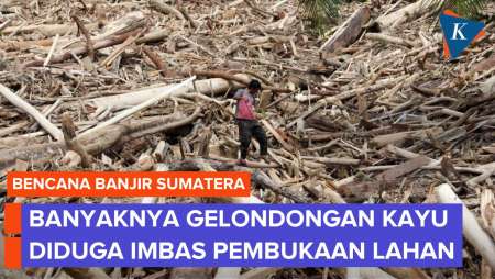 Gelondongan Pohon Di Banjir Sumatera Diduga Akibat Buka Lahan Sawit