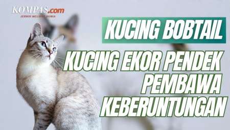 Kucing Bobtail, Kucing Langka di Jepang yang Dipercaya Bawa Keberuntungan