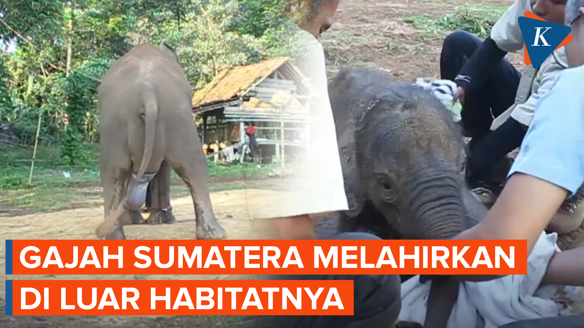 Cerita Mega, Seekor Gajah Sumatera yang Lahirkan Anak di Penangkaran