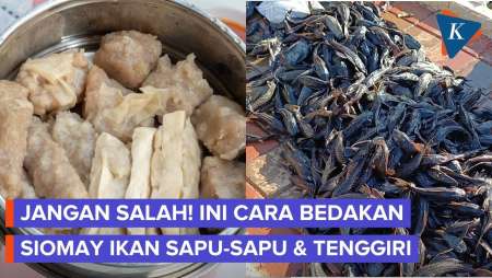 4 Cara Membedakan Siomay Ikan Sapu-sapu Dan Tenggiri, Jangan Sampai Terkecoh!