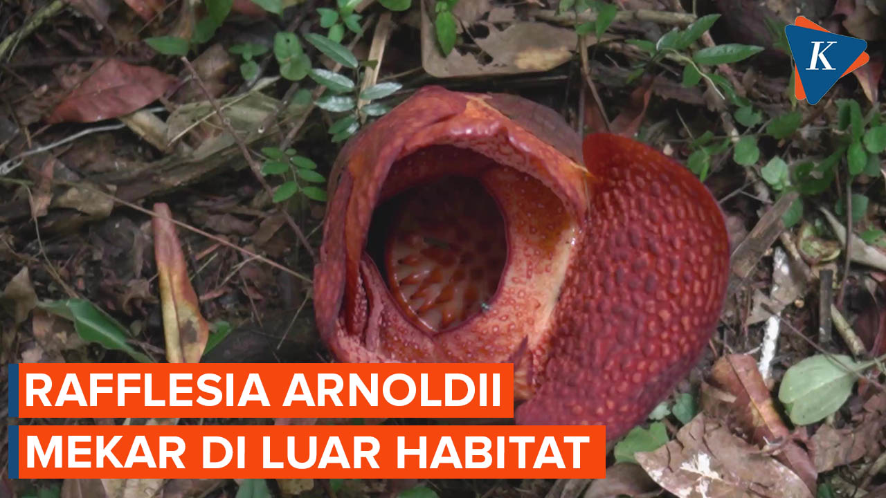 REVISI: Kebun Raya Bogor Catat Sejarah, Rafflesia Arnoldii Mekar di Luar Habitat Alaminya