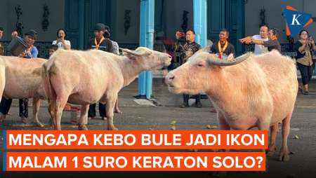Sejarah Kebo Bule Keraton Solo, Ikon Kirab Malam 1 Suro