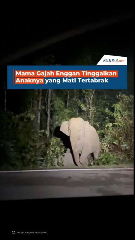 Mama Gajah Enggan Tinggalkan Anaknya Yang Mati Tertabrak